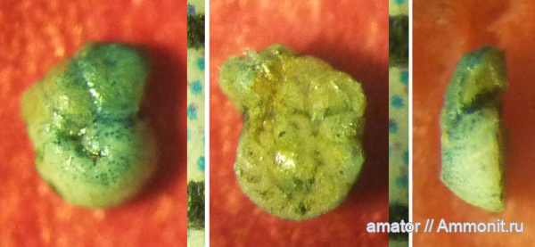 неоген, фораминиферы, плиоцен, Foraminifera, Neogene, Pliocene, Greece, Cibicidoides