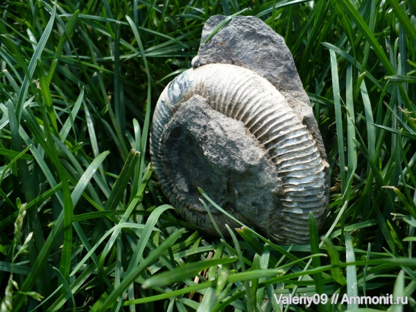 аммониты, юра, Ammonites, Jurassic