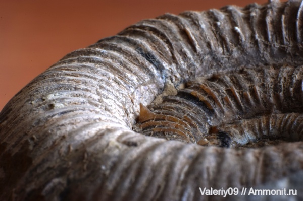 прижизненные повреждения, Dactylioceras, ammonoid sublethal injuries