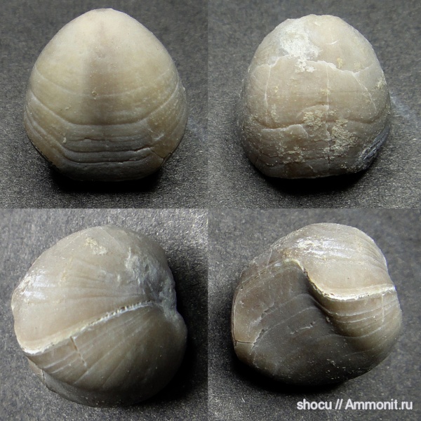 Porambonites