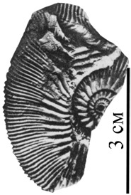 Kepplerites, Нижегородская область, Toricellites, верхний бат, зона Cadoceras infimum, Toricellites pauper