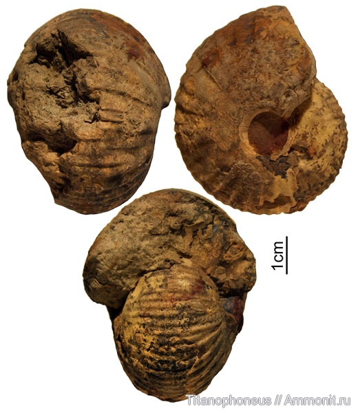 нижний келловей, Индия, Macrocephalites, Кач, Kachchh, Macrocephalites formosus, Lower Callovian