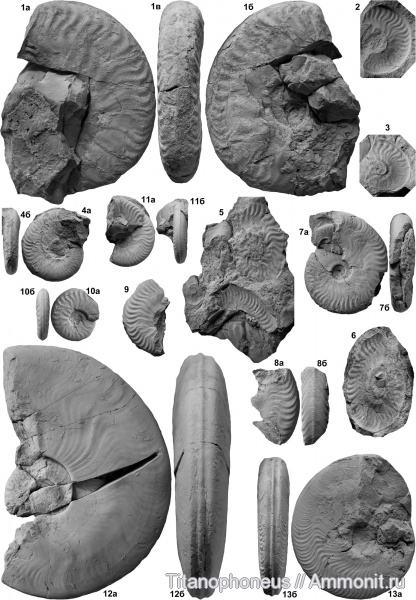 нижний байос, Hyperlioceras, Graphoceras, верхний аален, Чукна, Урари