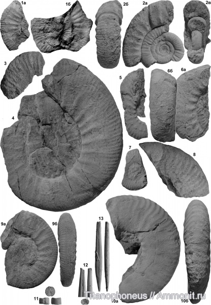 нижний келловей, средний келловей, Indosphinctes, Hecticoceras, Gulielmiceras, Anaplanulites, Subgrossouvria, Цудахар, Lower Callovian, Middle Callovian