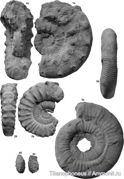 Cardioceras, Euaspidoceras, Peltoceras, нижний оксфорд, верхний келловей, Alligaticeras, Буртанимахи, Lower Oxfordian, peltoceras subtense