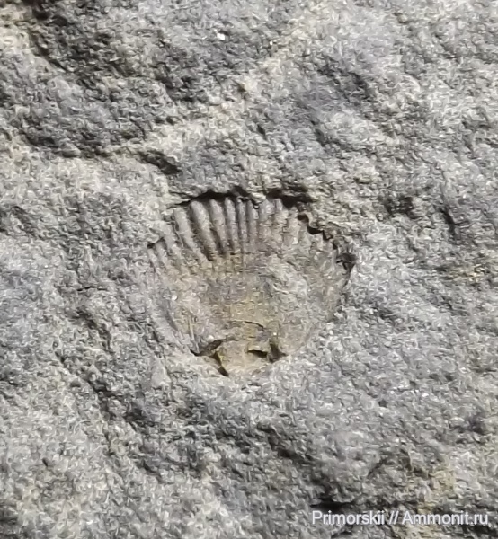 триас, Приморский край, Rhynchonellida, Triassic