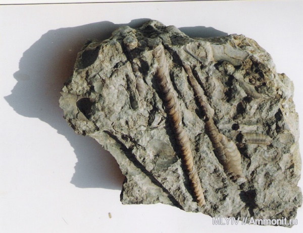 ордовик, Endoceras, Endocerida, Ordovician