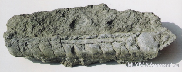 Endoceras, Endocerida, Ordovician