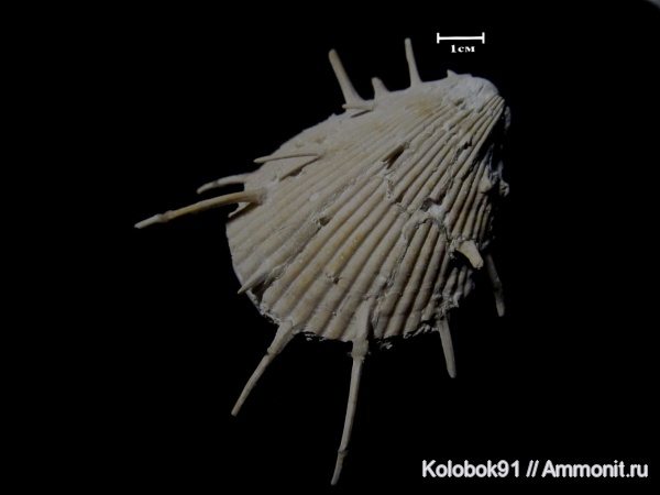 Spondylus