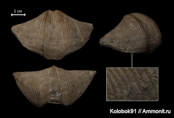 Cyrtospirifer rudkinensis, Sphenothallus, Epizoans, Sphenothallus holdfast, Medusozoa