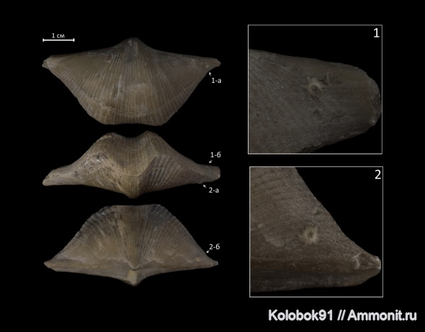 Cyrtospirifer, Cyrtospirifer rudkinensis, Crinoidea, Epizoans, Холдфаст, Crinoid holdfast