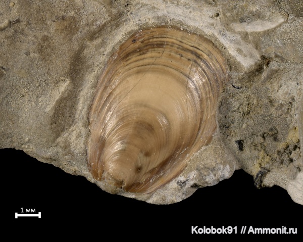 брахиоподы, Lingula, inarticulata, Lingula subparallela, беззамковые