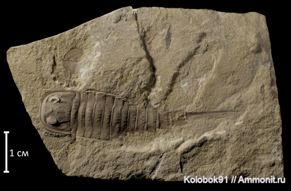 силур, ракоскорпионы, эвриптериды, Silurian, Украина, Eurypterus, Baltoeurypterus, Baltoeurypterus tetragonophtalmus