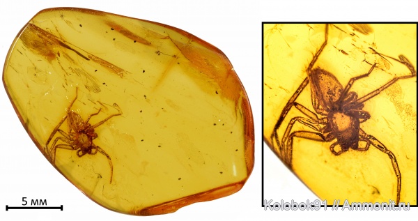 пауки, янтарь, паукообразные, инклюз, Araneae, Araneomorphae, инклюзы