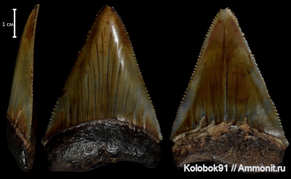 Carcharodon, Carcharodon carcharias