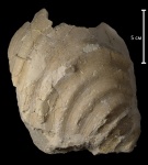 Inoceramus sp.