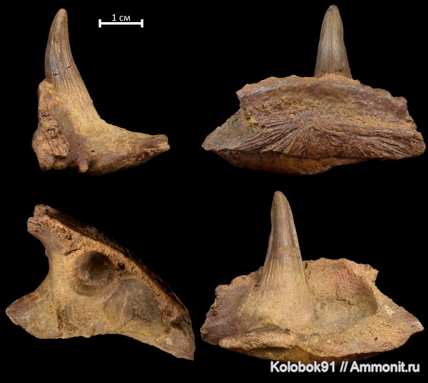 девон, рыбы, Sarcopterygii, Holoptychius