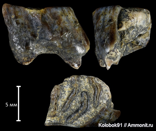 неоген, бобры, плиоцен, грызуны, Castoridae