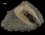 Lingula sp.