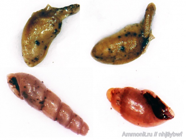 гастроподы, Москворечье, оксфорд, статолиты, statoliths, Ebala, Cylindrobullininae