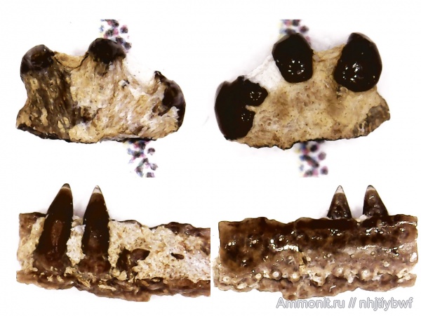 рыбы, нижний карбон, стешевский горизонт, Palaeonisciformes, зубы рыб, Palaeonisci, Заборье, палеониски