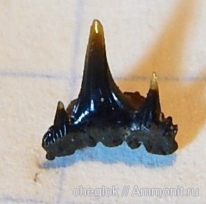 юра, зубы акул, Synechodontiformes, Jurassic, shark teeth