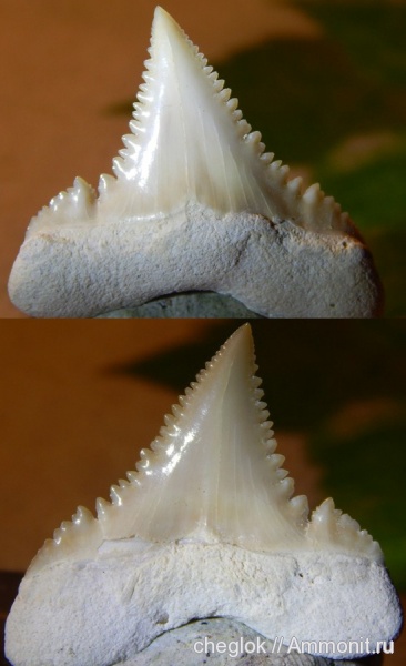 палеоген, Марокко, акулы, зубы акул, Palaeocarcharodon landanensis, shark teeth, sharks