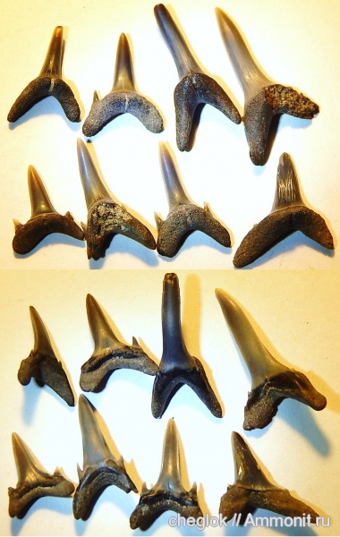 эоцен, Великобритания, акулы, зубы акул, ипр, carcharias hopei, shark teeth, sharks