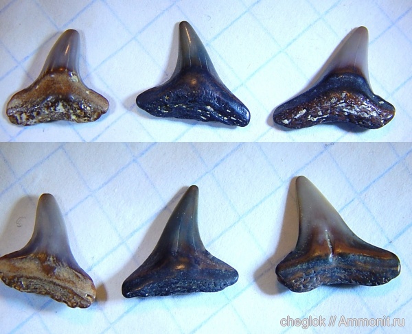 Франция, миоцен, акулы, зубы акул, зубы рыб, Negaprion magnus, Negaprion, fish teeth, shark teeth, sharks