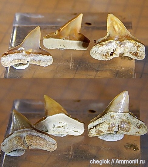 миоцен, акулы, зубы акул, Южная Каролина, Sphyrna zygaena, shark teeth, sharks, Sphyrna