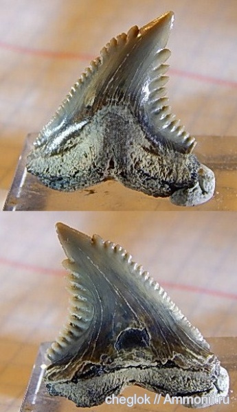 США, миоцен, акулы, зубы акул, Hemipristis serra, Северная Каролина, shark teeth, sharks