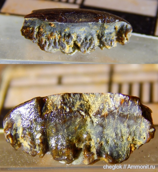 карбон, Гжель, Polyrhizodus, зубы рыб, fish teeth