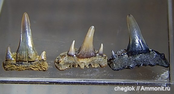 мел, Саратов, сеноман, зубы акул, Paraorthacodus, Александровка