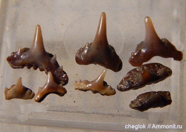 мел, сеноман, зубы акул, Synechodus, Protoscyliorhinus, Тамбоская область