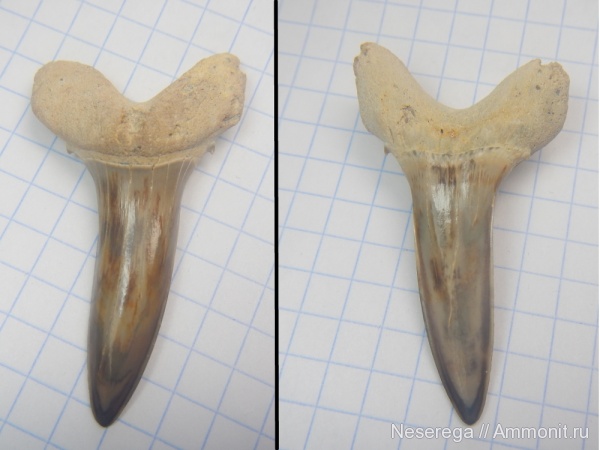 акулы, зубы акул, Мангышлак, бартон, Striatolamia macrota, shark teeth, sharks