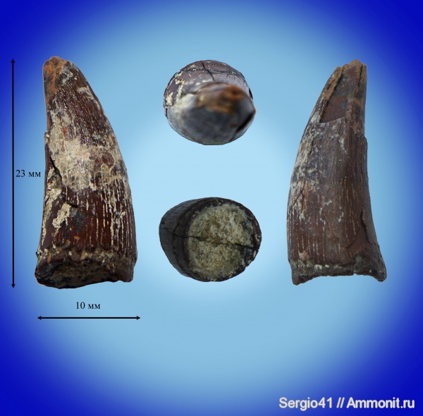 палеоген, крокодилы, зубы, Волгоград, Gavialoidea, Thoracosaurus, Tomistoma, teeth, Asiatosuchus volgensis