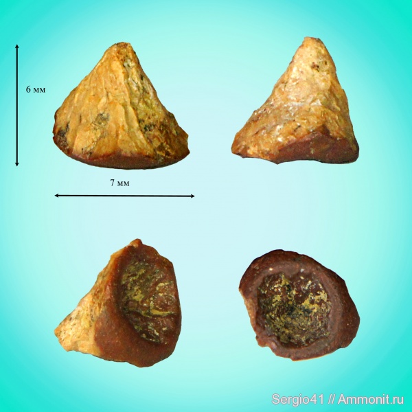 палеоген, крокодилы, зубы, Волгоград, Gavialoidea, Thoracosaurus, Tomistoma, teeth, Asiatosuchus volgensis