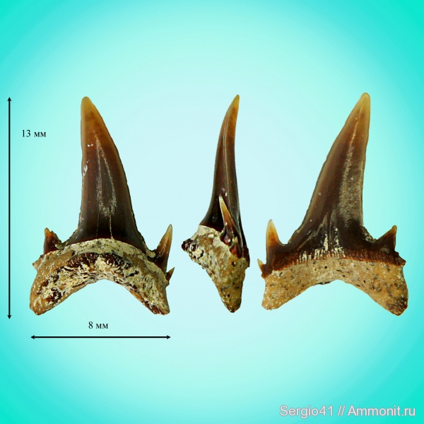 палеоген, зубы, акулы, Palaeohypotodus, Волгоград