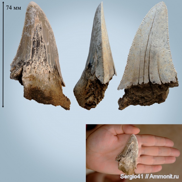 эоцен, акулы, Carcharocles, Otodus, Otodus sokolovi