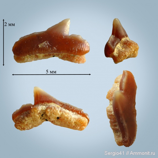 маастрихт, Волгоград, Palaeogaleus