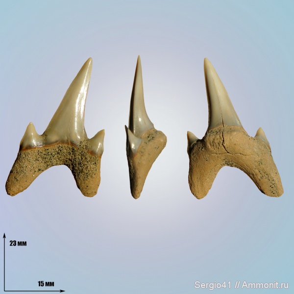 Archaeolamna, кампан, Archaeolamna kopingensis, Campanian