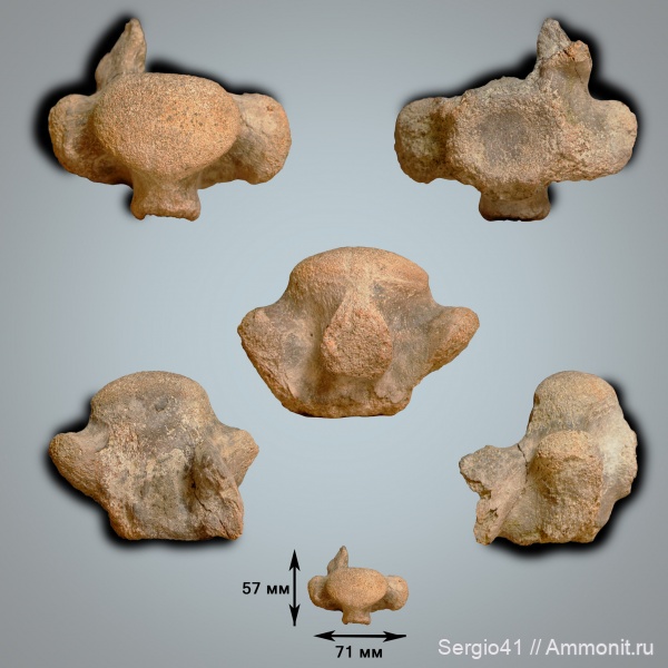 рептилии, мел, мозазавры, маастрихт, позвонки, Mosasauridae, Волгоград, Maastrichtian, Cretaceous, Plioplatecarpinae