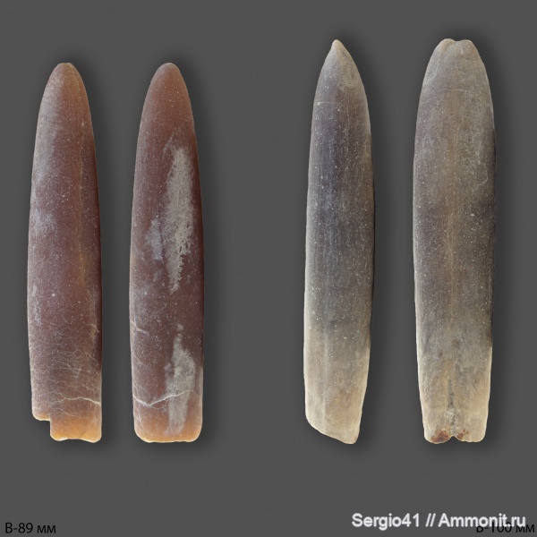 белемниты, мел, Belemnitella mucronata, кампан, Волгоград, Campanian, Cretaceous, belemnites, Belemnellocamax mamilatus