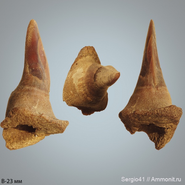 мел, рыбы, маастрихт, скаты, Волгоград, Maastrichtian, Cretaceous, SCLERORHYNCHUS LEPTODON