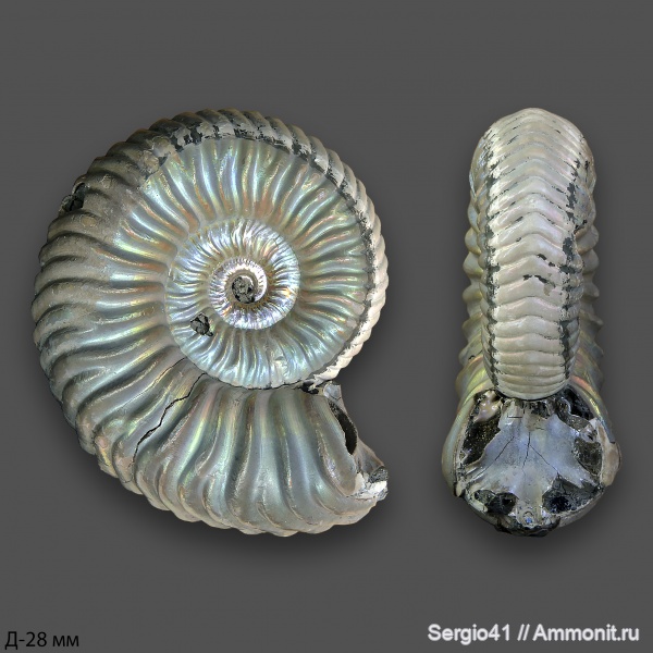 аммониты, юра, келловей, Дубки, Vertumniceras, Vertumniceras angulatum, Callovian, Jurassic