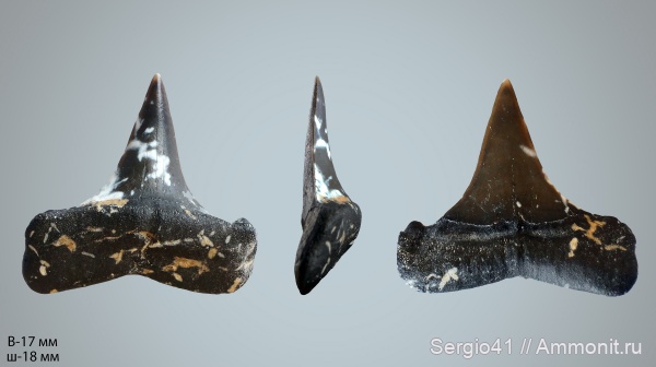 эоцен, зубы акул, Isurus, верхний эоцен, Macrorhizodus, Macrorhizodus praecursor, Волгоград, Upper Eocene, shark teeth