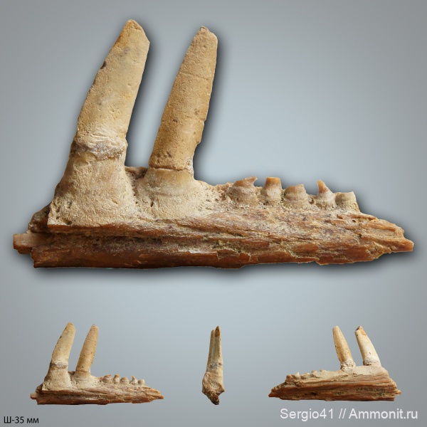 мел, рыбы, маастрихт, челюсти, Enchodus, Волгоград, Maastrichtian, Cretaceous, энходус