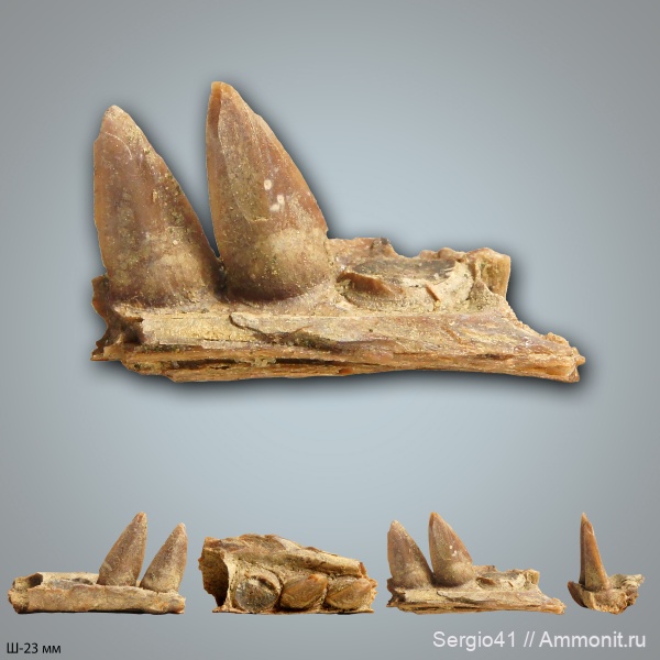 мел, рыбы, маастрихт, челюсти, Enchodus, Волгоград, Maastrichtian, Cretaceous, энходус, Apateodus