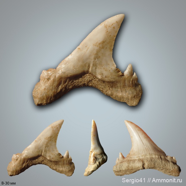 эоцен, бартон, Jaekelotodus, приабон, Jaekelotodus trigonalis, Волгоград, Eocene, priabonian, Bartonian