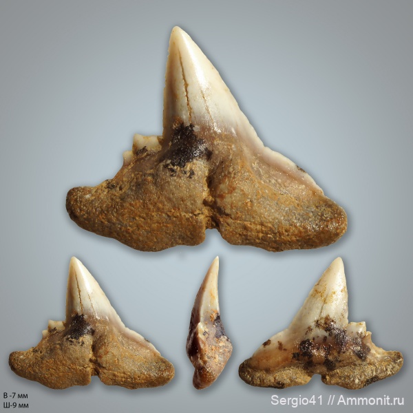 эоцен, бартон, Волгоградская область, Physogaleus, приабон, Волгоград, Eocene, priabonian, Bartonian